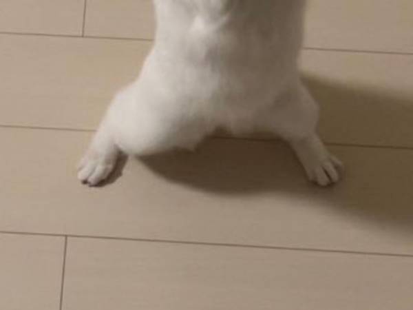 雑草で遊ぶ猫　奇跡の『１枚』に腹筋崩壊！