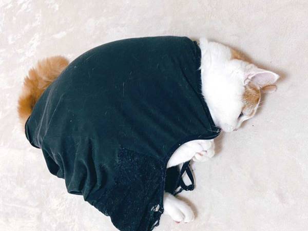 着る予定の服をマットの上に置いていたら？　猫の行動に「惚れてまうやろ！」
