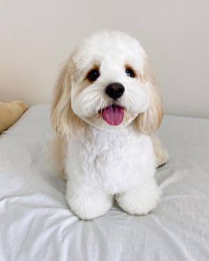 「前脚曲げてますか？」　思わずそう聞きたくなる犬の姿に「癒された！」