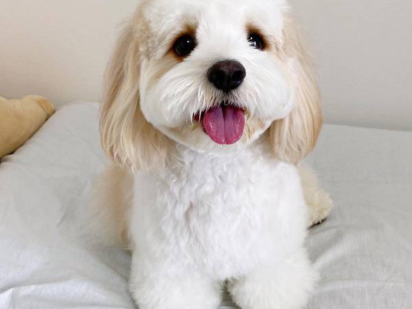 「前脚曲げてますか？」　思わずそう聞きたくなる犬の姿に「癒された！」