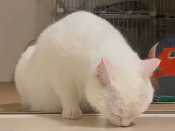「なんともいえない顔」「笑ってしまった！」　床のにおいを嗅いだ猫が？