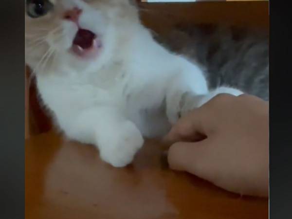 猫「そんなつもりは…！」　飼い主から「痛い」といわれた時の動揺に腹筋崩壊