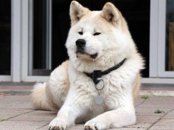 久しぶりに帰省した娘　嬉しすぎた犬の『行動』に「愛しい」「かわいすぎ」