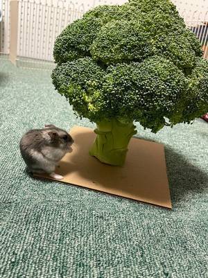巨大ブロッコリーが現れた！　興奮したハムスターの勢いに「心臓が止まりそうなほどかわいい」