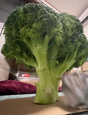 巨大ブロッコリーが現れた！　興奮したハムスターの勢いに「心臓が止まりそうなほどかわいい」