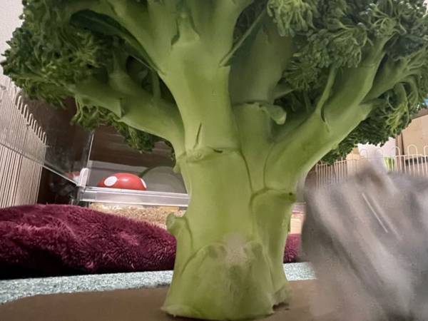 巨大ブロッコリーが現れた！　興奮したハムスターの勢いに「心臓が止まりそうなほどかわいい」