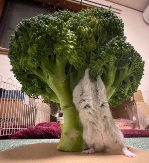 巨大ブロッコリーが現れた！　興奮したハムスターの勢いに「心臓が止まりそうなほどかわいい」