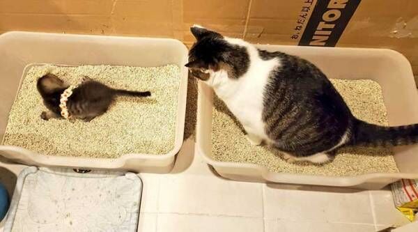 「こうやって食べるのか」「トイレはこうか」　先輩猫を見て、学ぶ子猫がかわいすぎた