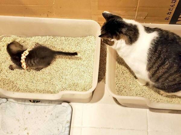 「こうやって食べるのか」「トイレはこうか」　先輩猫を見て、学ぶ子猫がかわいすぎた
