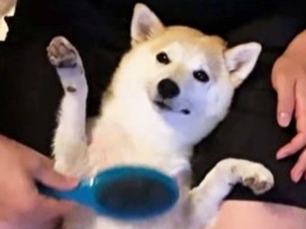 柴犬のブラッシング動画が１５９万回再生！　人気の理由は…こちらです