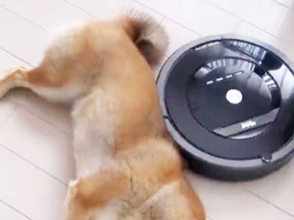 「何回見ても笑える」　柴犬と掃除中のルンバが出会ったら…？