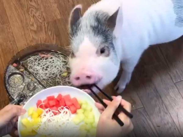 流しそうめんを楽しむマイクロブタ　驚きの結末に「声を出して笑った」