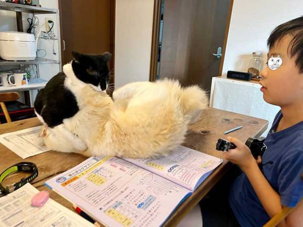 勉強中に目の前で猫たちがケンカ！　息子が取った行動が、こちら