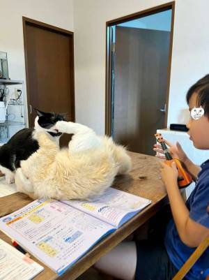 勉強中に目の前で猫たちがケンカ！　息子が取った行動が、こちら