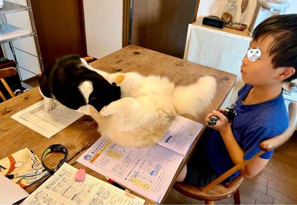 勉強中に目の前で猫たちがケンカ！　息子が取った行動が、こちら