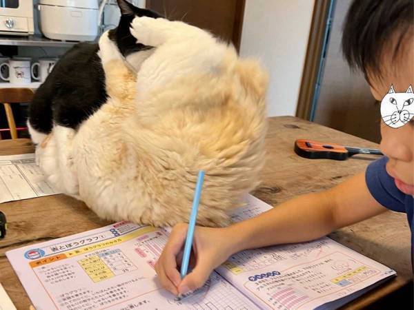 勉強中に目の前で猫たちがケンカ！　息子が取った行動が、こちら