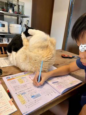 勉強中に目の前で猫たちがケンカ！　息子が取った行動が、こちら