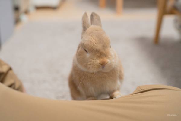 「今はおやつがもらえない」と悟ったウサギ　その時の表情が…？