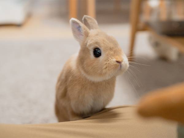 「今はおやつがもらえない」と悟ったウサギ　その時の表情が…？