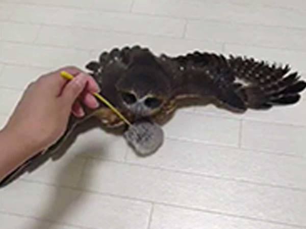 フクロウの前に、猫じゃらしを差し出すと…？　意外な遊び方に「笑った」「かわいい」