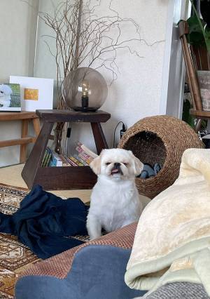 「無理やり起きた時の顔だ」「いかにも寝起き…！」　二度寝する犬の姿がこちら