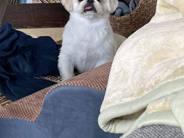 無理やり起きた時の顔だ いかにも寝起き 二度寝する犬の姿がこちら 22年8月23日 ウーマンエキサイト