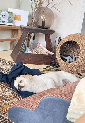 「無理やり起きた時の顔だ」「いかにも寝起き…！」　二度寝する犬の姿がこちら