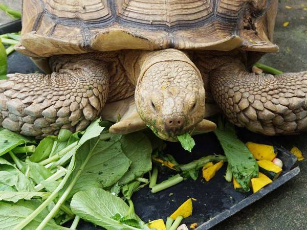 「かわいい」「子供みたい」　ピーマンを一口食べたカメ、意外な反応にクスッ