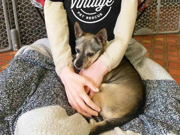 飼い主の腕に抱かれる犬…かと思ったら？　「うちにも欲しい」「天才だ」