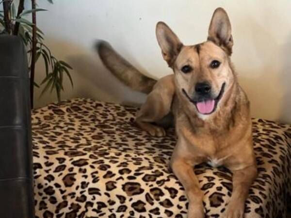 演技の経験ゼロの元保護犬 話題の映画でスクリーンデビューを果たす 22年8月27日 ウーマンエキサイト 1 2