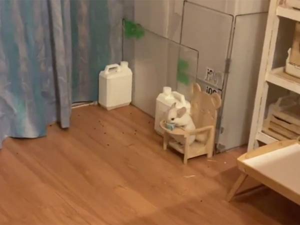 飼い主も「かわいい」とメロメロ　お行儀よすぎるチンチラに注目集まる！