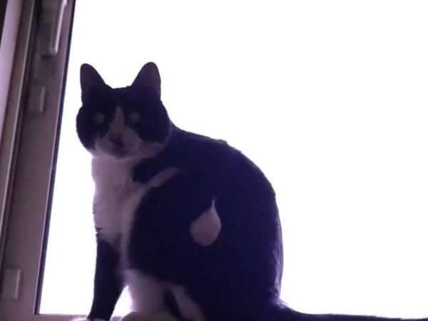 「何？このラスボス…」「ホラーゲームのBGMも合いそう」　夜に撮影された動画に背筋が凍る