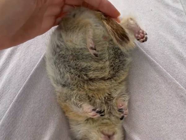 無防備に眠るリス　飼い主「私がタカなら終わっていたぞ」