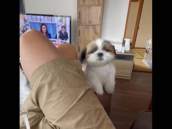 犬の『熱い視線』を無視した結果…！？　まさかの展開に「腹が痛い」「最強よ」