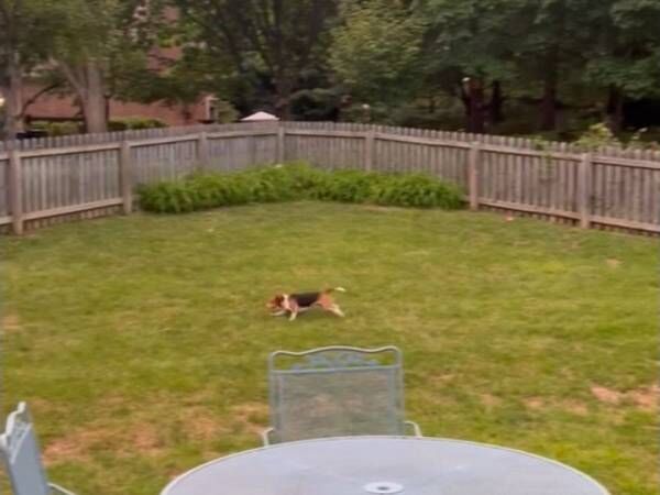 庭を駆け回るビーグル犬 この動画が110万回再生された理由が泣ける 22年8月27日 ウーマンエキサイト 1 2 庭を駆け回るビーグル犬 この動画が110万回再生された理由が泣ける 22年8月27日 ウーマンエキサイト 1 2