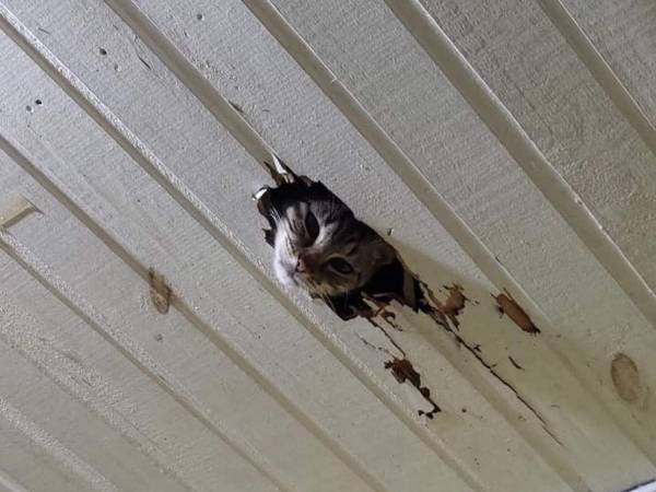 天井に知らない穴が？　続く展開に「大笑いした！」「おめでとう」