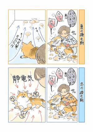 夏と冬頃に迎える換毛期　手入れをした時の違いに、クスリ