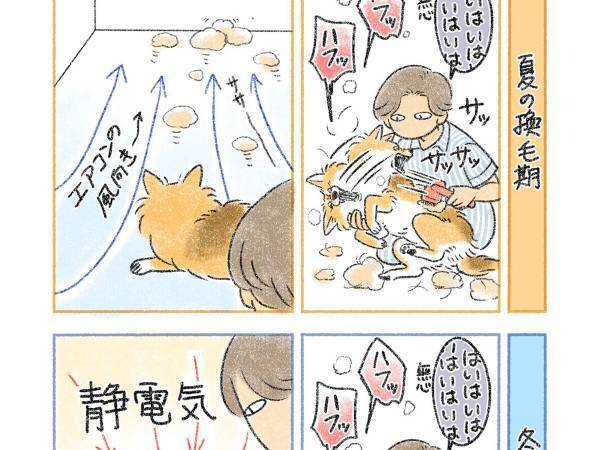 夏と冬頃に迎える換毛期　手入れをした時の違いに、クスリ