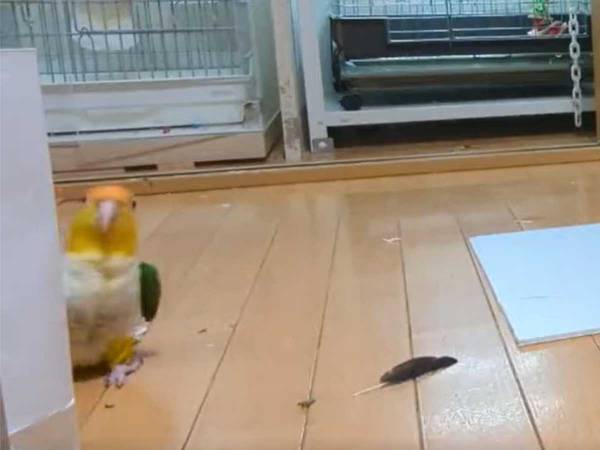 飼い主が軽快な口笛を吹くと…？　インコの行動に「憂鬱な気持ちが吹き飛んだ」「かわいすぎ！」