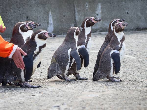 チョウが気になるペンギンズ　動画に「ずっと観ていられる」「平和すぎる光景」の声