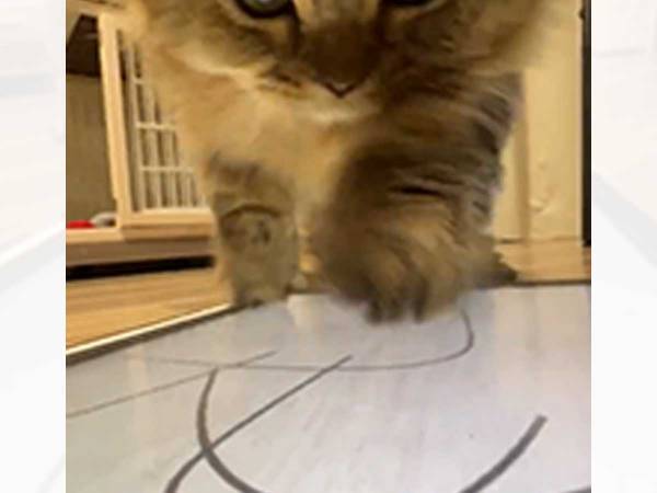 「温度差がすごい！」　タブレット遊んでいた猫、捕まえられないと分かると…？