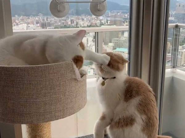 猫パンチが母猫にクリーンヒット！　知らんぷりをする子猫だが？　結末に笑いがこみ上げる