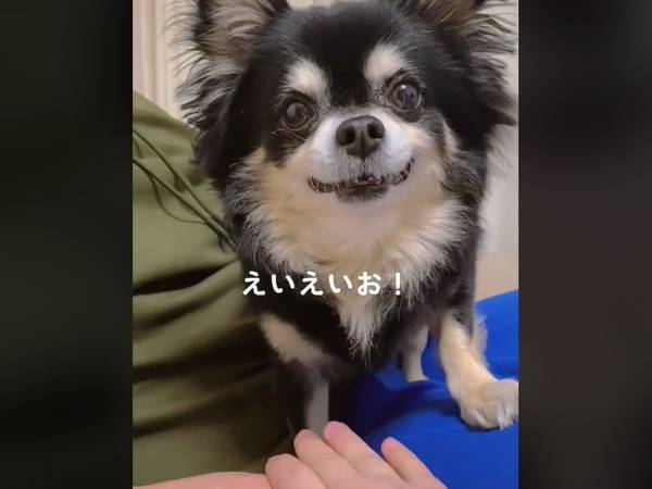 「これはしゃべってるよね」　チワワの『えいえいお！』に「ホンマや」「天才犬だ」