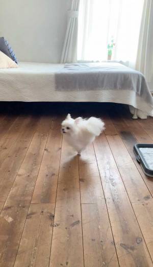 まさに『奇跡の１枚』！　家の中を駆ける愛犬を撮影したら？