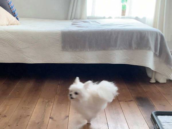 まさに『奇跡の１枚』！　家の中を駆ける愛犬を撮影したら？