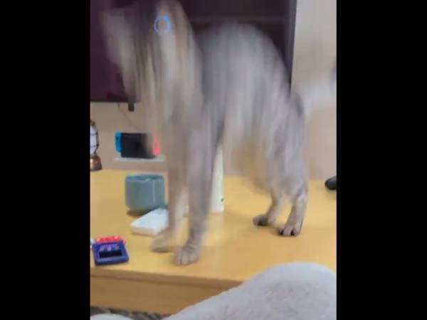 飼い主「飛びすぎじゃない？」　ビックリしすぎた猫に「めっちゃ笑った」「猫あるある」