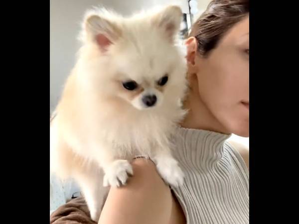 絶対に飼い主の『作業妨害』をするポメ　その様子に「たまらん反応」「自分もされたい」