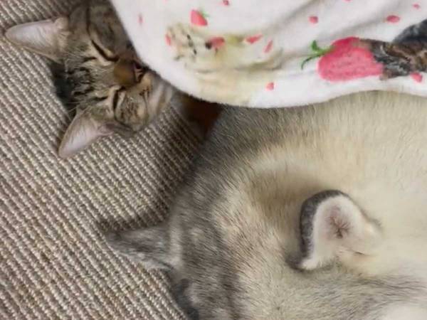 タオルがかかった状態で横たわるシベリアンハスキー　飼い主がめくると？