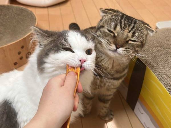 おやつをもらった２匹の猫　結末に、クスッ　「まるでコントのような写真」