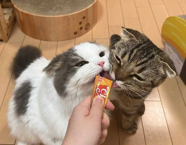 おやつをもらった２匹の猫　結末に、クスッ　「まるでコントのような写真」